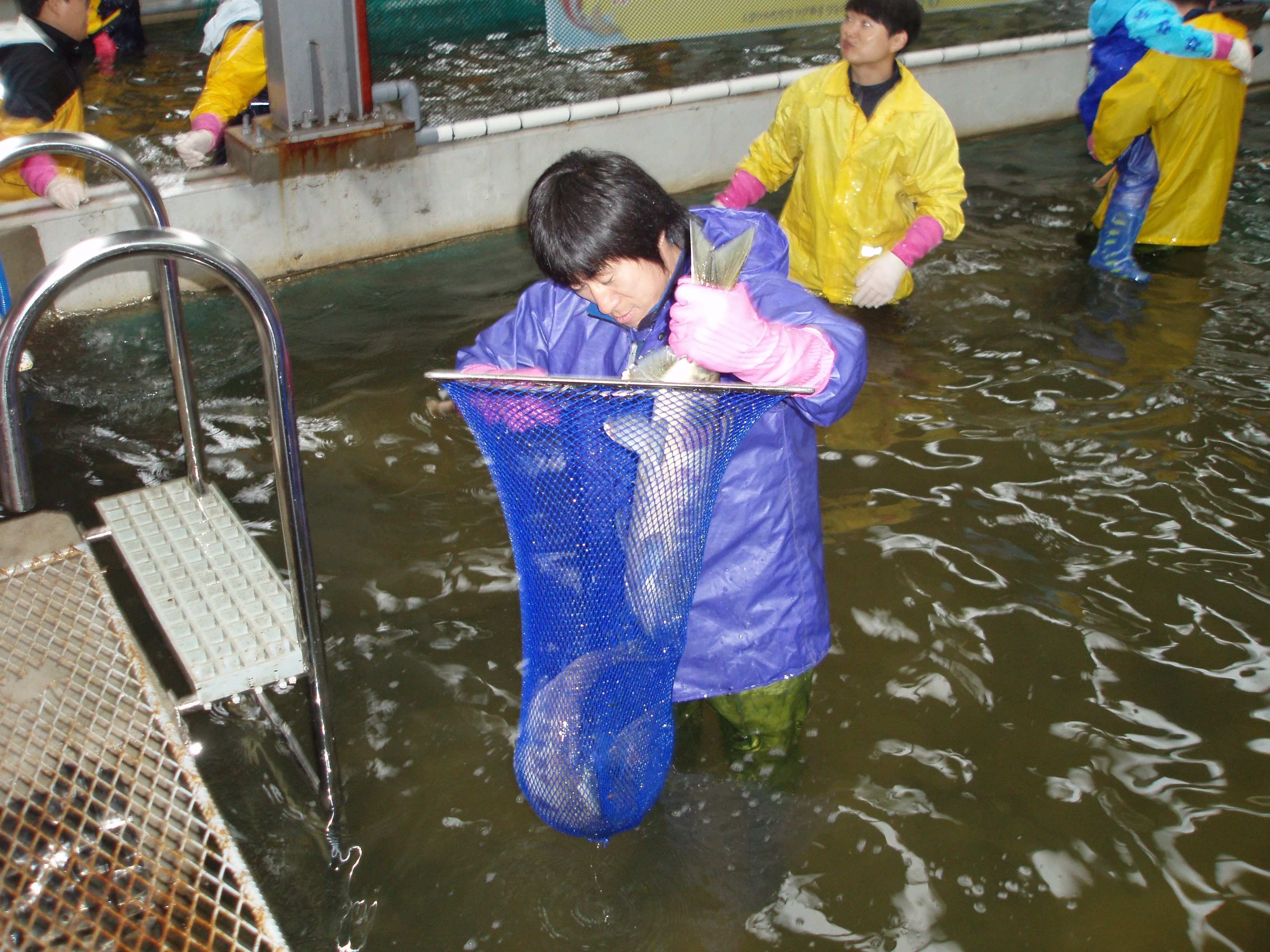 2015년11월8일(제5회 어미연어 맞이 생태체험행사)